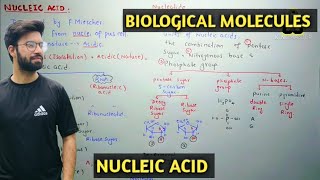 Nucleic acids Structure  Nucleotide  Class 11 Biology [upl. by Melliw]