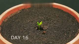 Apple Seedling  Time Lapse Video 📷 [upl. by Eimia702]