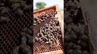 The Fascinating Process How Honey Bees Collect and Store Honey in the Comb honeycomb viralvideo [upl. by Phia449]