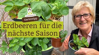 Erdbeeren für die nächste Saison vorbereiten und Ableger nehmen  Erdbeerpflanzen vermehren [upl. by Adina]