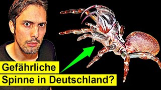 Hochgiftige Spinne Plötzlich in Deutschland an Häusern [upl. by Cutler]