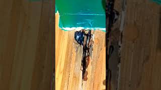 Abatron Liquid wood epoxy repairing a rotted wood railing woodrestoration [upl. by Weismann606]