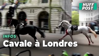 Deux chevaux de l’armée britannique en cavale font au moins quatre blessés en plein Londres [upl. by Ahselef629]