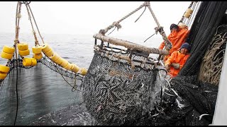 Captura de atún blanco en mar abierto con gran red de pesca [upl. by Vanthe]