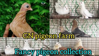 Fancy pigeon collection  GN pigeon farm  pigeon pigeonbird fancypigeonlover fancypigeonloft [upl. by Llehsyt]