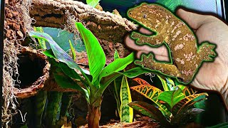 Leachie Gecko Bioactive Vivarium Build Step By Step Leap Habitat [upl. by Greta]