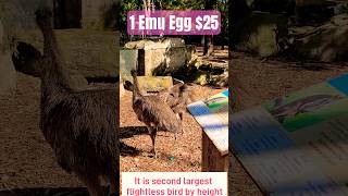 Emu one of the largest flightless birds in world shorts emu australia [upl. by Currier]