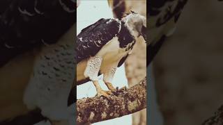 Harpy Eagle facts nayiasha amazingfact birdwildlife [upl. by Reggy426]