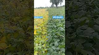 soybean9560 variety Vs Ruchi soybean variety [upl. by Aisha]