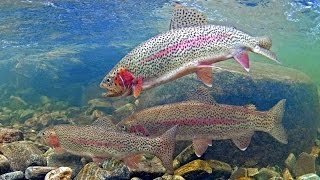 How to catch trout in stocked lakes amp ponds [upl. by Branch]