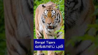 A Wild Dengerous Animal Bengal Tigers shorts bengaltiger trendingshorts tiger animals [upl. by Zuliram]