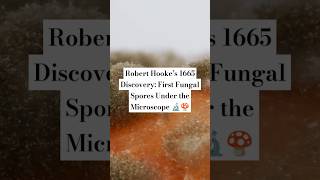 Robert Hooke’s 1665 Discovery First Fungal Spores Under the Microscope 🔬🍄 fungi facts science [upl. by Kcirdde910]