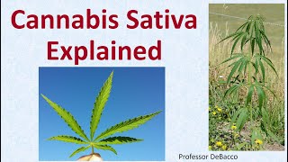 Cannabis Sativa Explained [upl. by Kat]