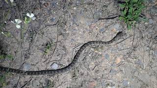 Horseshoe Whip Snake  Hemorrhois hippocrepis  Culebra Herradura  Spain [upl. by Mamie224]