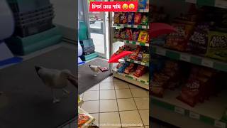 See how intelligent seagulls are 😱😱 intelligent seagull [upl. by Calysta]