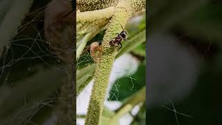 Ant tends planthopper nymph Playa del Carmen Mexico tropical Caribbean jungle insect life nature [upl. by Dode368]