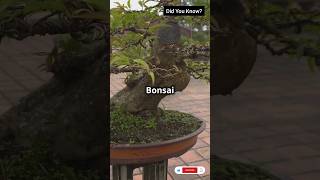 Bonsai Tree 🌳 shortsvideo bonsai bonsaitree phonk halloween beats trending facts [upl. by Dweck]