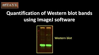 Quantification of Western blot bands using ImageJ software [upl. by Atteoj]