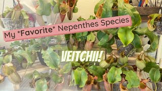 Nepenthes Veitchii Spotlight [upl. by Jona]