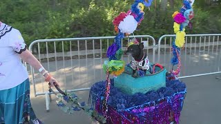 Fiesta Pooch Parade The only parade for our fourlegged friends [upl. by Inele]