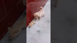 Tom and Jerry 😂😍 petlovers cute pets doglovers dog animallover tamilshorts tomandjerry [upl. by Gautious]