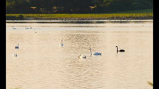 Stressabbau durch heilende Musik und Naturgeräusche  mit dem schwarzen Schwan am abendlichen See [upl. by Kleeman]