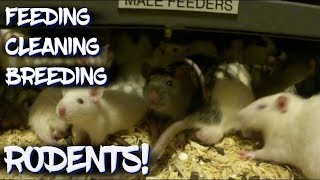 Feeding Cleaning and Breeding Rodents [upl. by Loseff]