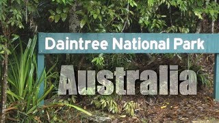 Australia Daintree Rainforest  HD [upl. by Enale992]