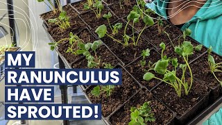 Ranunculus Flower Potting Up Corms [upl. by Kitchen]