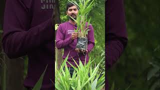 Yalakulu Plants  Elachi Plants  Spices Plants  Ashok Chakra Nursery  Kadiyam Abbai Shorts  239 [upl. by Klos]