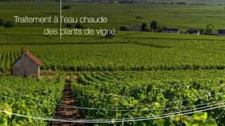 Vins de Bourgogne  Traitement à l’eau chaude des plants de vigne [upl. by Ynamad]