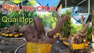 Chào bán phôi me chua quái đẹp ngày 198  Trí 0363579057 [upl. by Davine60]