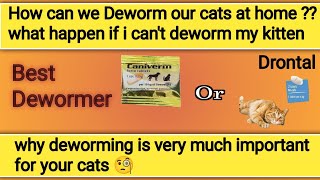 cat deworming kya hota ha  cat deworming at home  cat deworming medicine  cat deworming method [upl. by Orsay436]