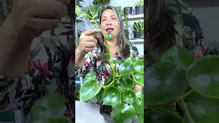 Como hacer florecer tu peperomia facilmente peperomia jardin [upl. by Adliwa352]