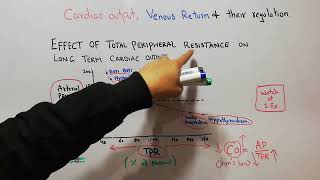 CVS 167  How total peripheral resistance affects long term cardiac output  Ohms law explained [upl. by Nnaesor]