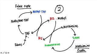 B12 amp Folate [upl. by Slorac642]