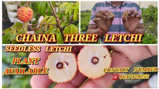 China three litchi 🍓 seedless litchi plant All over India 🇮🇳 Home Delivery service available [upl. by Hafeetal213]