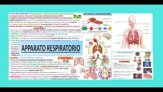 APPARATO RESPIRATORIO riassunto semplice respirazione generale e cellulare i polmoni [upl. by Adaliah]