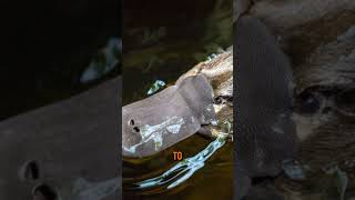 How Do Platypuses Hunt Using Electrolocation shorts animals platypus animalkingdom animalfacts [upl. by Devad]