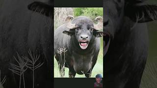 tange tange cartoon​ comedy​ COW​ shorts​ tange tange [upl. by Alak204]