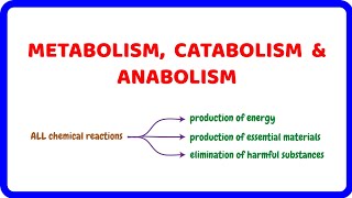 Metabolism Catabolic and Anabolic Reactions [upl. by Nadda]