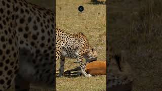 Cheetah’s Triumph Dragging a Gazelle in Amboseli safarisightings wildlifesafaris [upl. by Babara38]