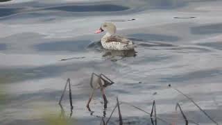 Anas capensis  Cerceta del Cabo  Cape Teal [upl. by Alikee377]