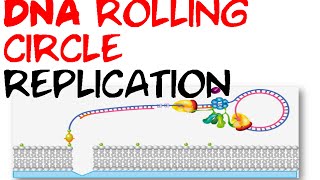 DNA rolling circle replication [upl. by Dee Dee]