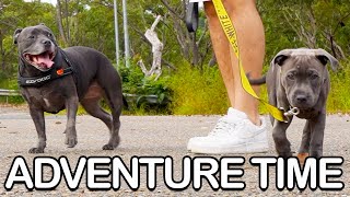 English Staffy Puppy and Big Sister Go For A Bush Walk Adventure [upl. by Anitnemelc]