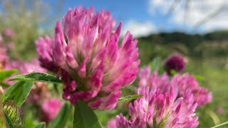 Identifying and Using Red Clover Trifolium pratense [upl. by Nomar840]