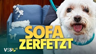 HundeWellness geht schief Hunde rasten im Hundesalon aus  Verstehen Sie Spaß [upl. by Padget]