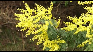 Mimosa  Acacia dealbata [upl. by Areic]