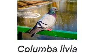 A Study of a Focal Behavior in the Rock Pigeon Columba livia  BIO 331 [upl. by Obau]