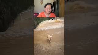 Indian dog meme memesdaily memes reactionvideo reaction funnyvideo funny comedy [upl. by Baker]